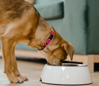 The Simple Guide to Dog Bowl Cleaning: Keep Your Pet Safe and Healthy