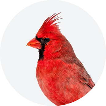Wild Bird