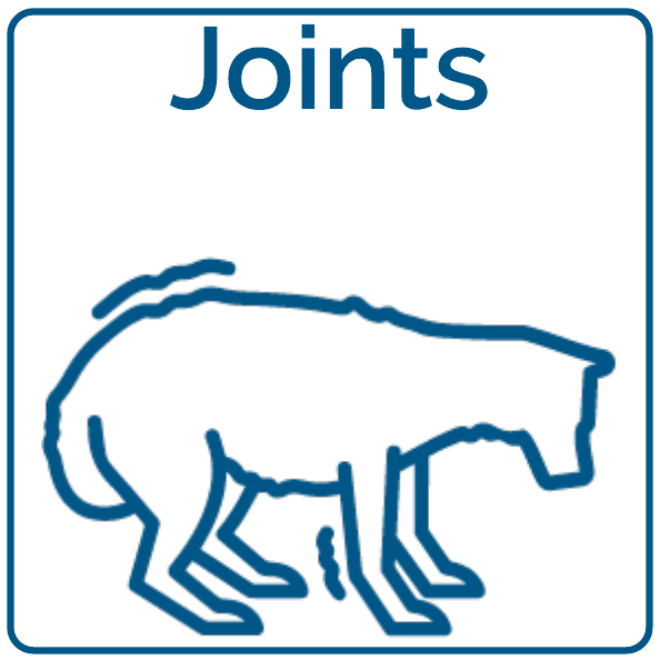 Hip and Joint Support